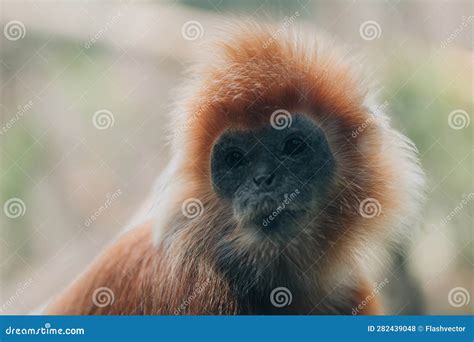 Close Up Shot of Golden Langur Monkey Species Stock Photo - Image of ...