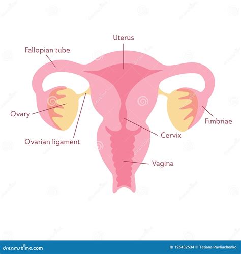 Vector Isolated Illustration of Uterus Stock Vector - Illustration of ...