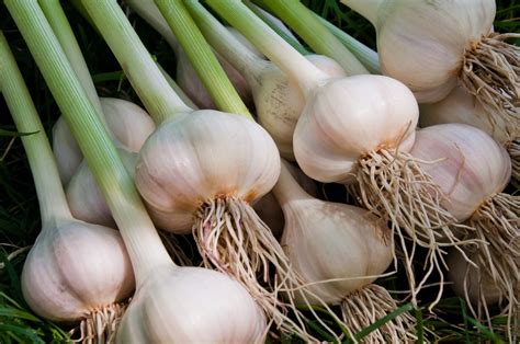How To Grow Garlic - Plant Care Tips | Horticulture.co.uk