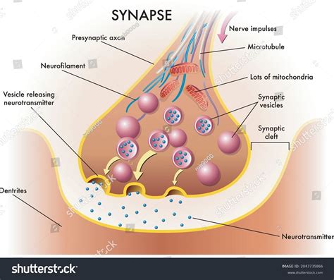 Simple Synapse Diagram