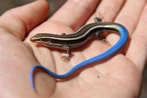 What Do Blue Tailed Skinks Eat at John Bing blog