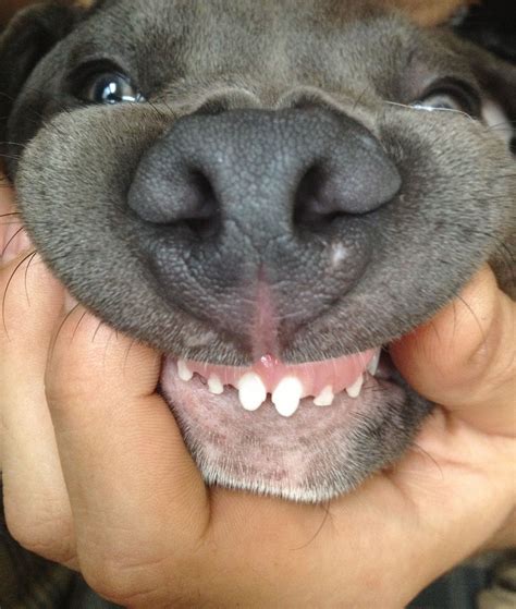 Pitbull Showing Teeth