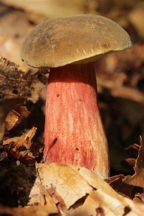 Xerocomellus pruinatus: The Ultimate Mushroom Guide