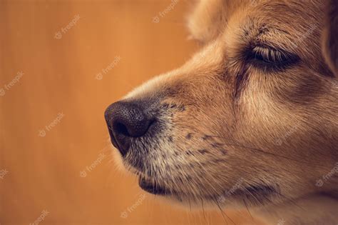 Premium Photo | Close up shot of dog nose, dog nose and face