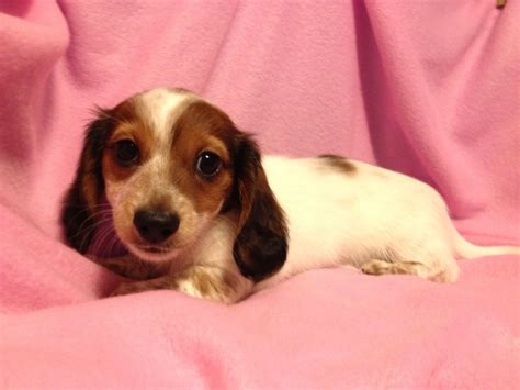Mini dachshund female long hair dappled piebald | Daschund puppies ...