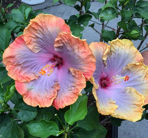 Hibiscus Flower Colors
