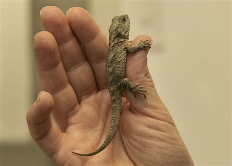 Juvenile Tuatara - Wildbase Recovery