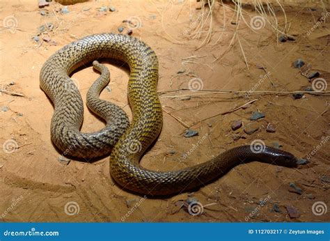 Inland Taipan, Oxyuranus Microlepidotus, Australia, Most Poisonous Snake. Poison Snake In The ...
