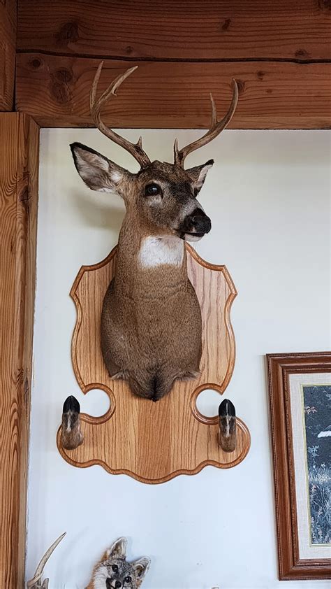Deer Skull Mounts - Toris Taxidermy