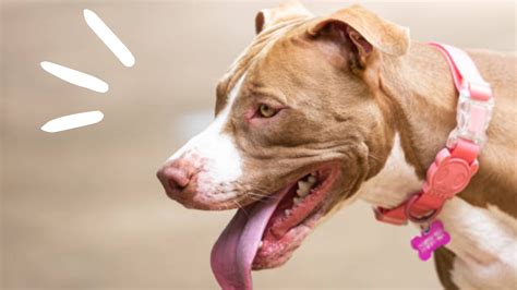 Pitbull Life Expectancy Female: 5 Factors That Affect It!
