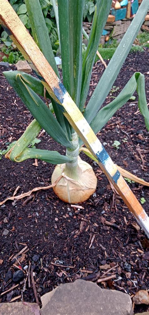 My booty : r/composting