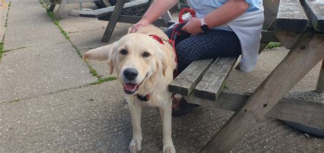 Dogs Welcome - The Fighting Cocks Pub