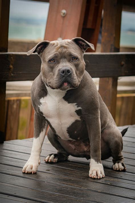 American Pitbull Life Expectancy
