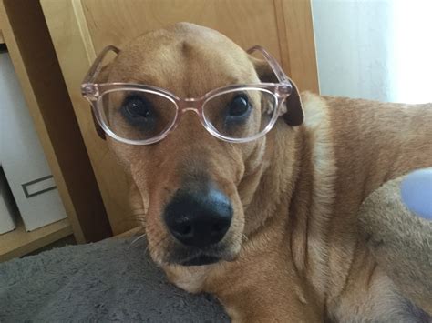 Smarty Dog Memes - Imgflip