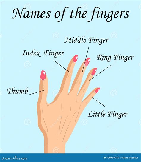 Fingers Names of Human Body Parts, Vector Cartoon Illustration of Human ...
