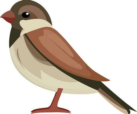 Italian sparrow bird, cisalpine sparrow flat style vector illustration ...