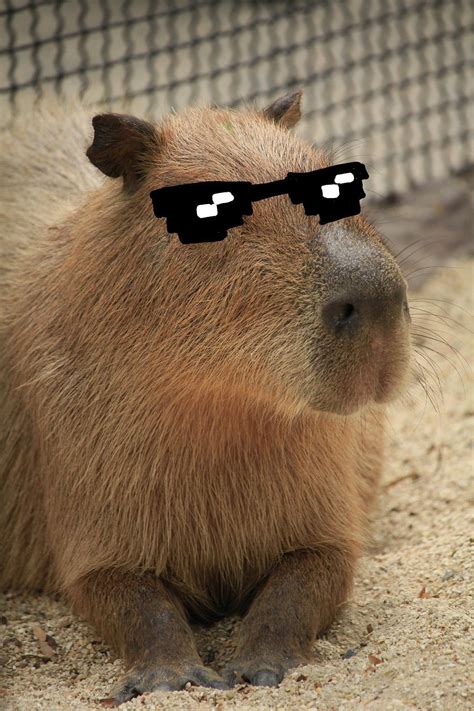 pet capybara funny capybaras animal aesthetic animal poster animal art ...