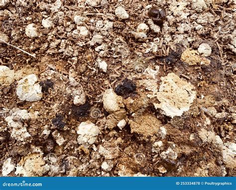 Cecal Droppings, Normal Chicken Feces and Manure Stock Photo - Image of ...