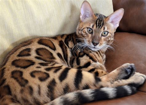 Bengal