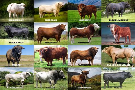 Cattle Breeds - Livestock Capital