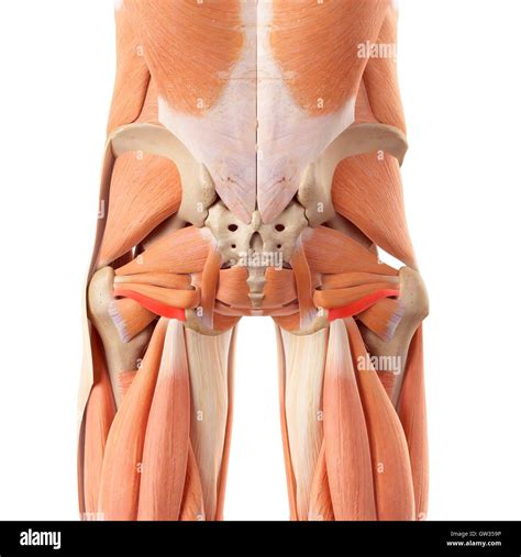 Anatomy Of Human Buttocks High Resolution Stock Photography and Images - Alamy