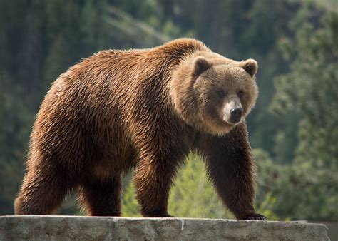 British Columbia Animals