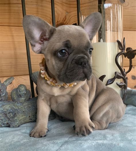 Blue Fawn French Bulldogs - The French Bulldog of Colorado