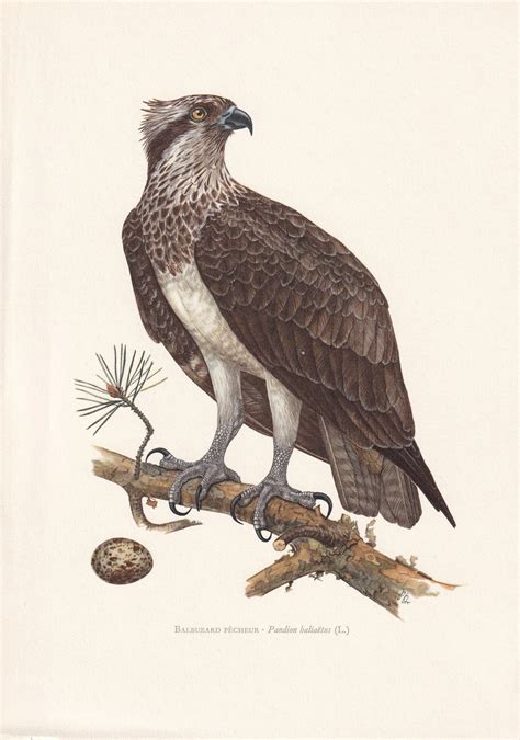 1960 OSPREY SEA HAWK Bird Print Vintage Bird Print Bird Illustration ...