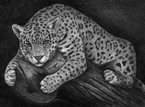 How To Draw A Jaguar, Drawing, Step by Step, by finalprodigy - DragoArt