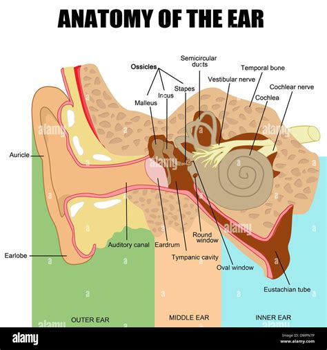 Middle ear hi-res stock photography and images - Alamy