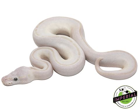 Leucistic Ball Python