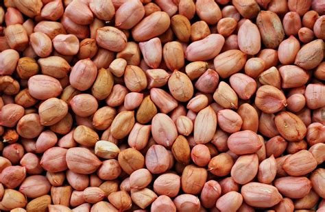 Groundnut: Plant Information, History, Uses and Nutrition Value ...