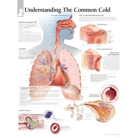 Scientific Publishing Understand The Common Cold Chart