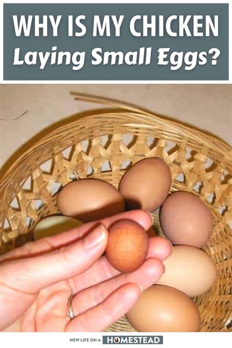 Why is My Chicken Laying Small Eggs? Top 7 Reasons