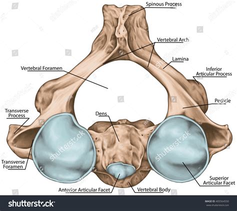 Inferior Articular Process