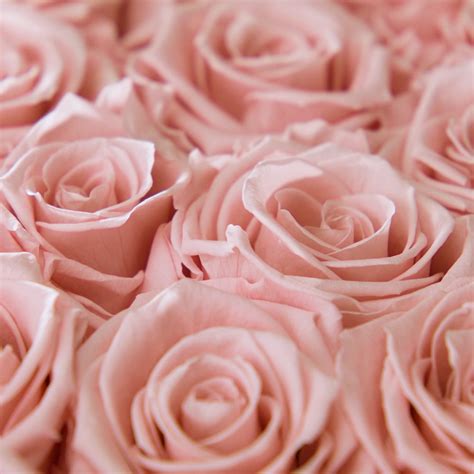 Rose Scent: What Do Roses Smell Like? | Venus et Fleur