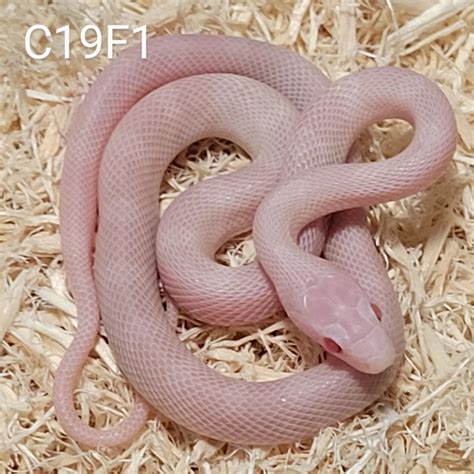 Blizzard Het Bloodred 50% Ph Lavender, Hypo Corn Snake by Chris ...