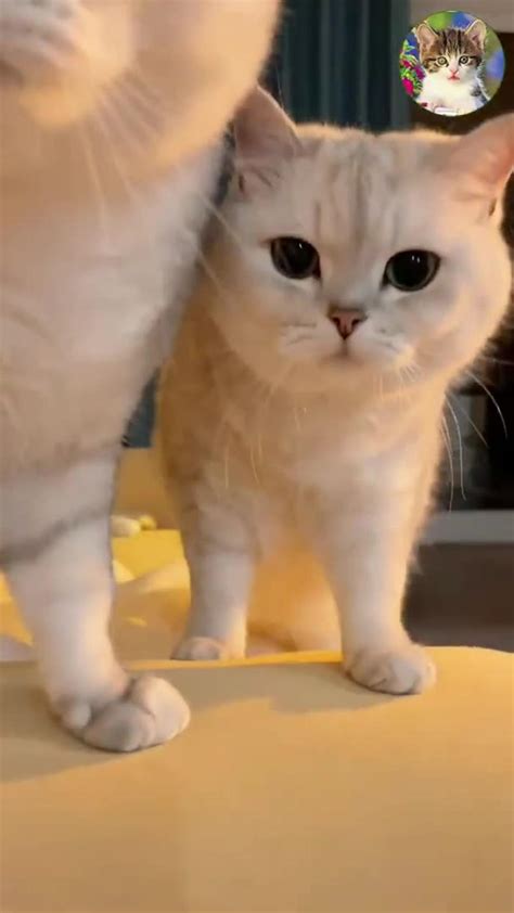 Aww Cute Cats Videos #catmeow Funny Cats Videos - One News Page VIDEO