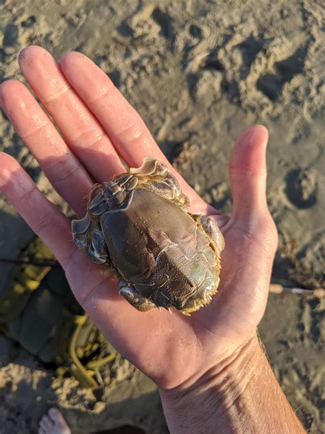 Giant Mole Crab Sand Fleas (Mole Crabs Or Sand Crabs) Prime Surf