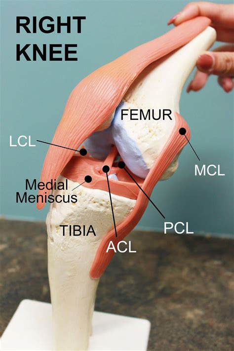 Back Left Knee Anatomy at Denise Williams blog