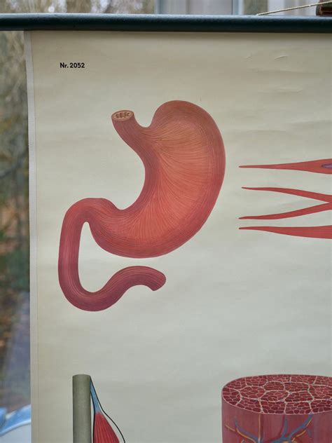 Vintage MUSCLES School CHART Ernst Klett 60s Original Educational Chart - Etsy