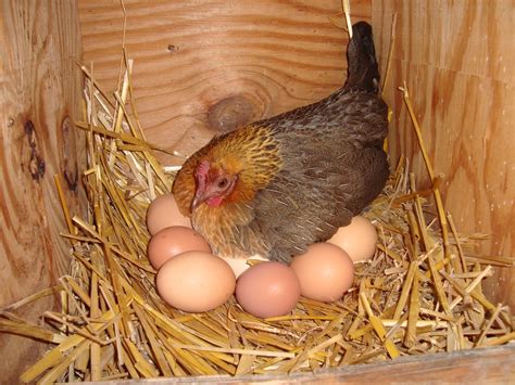 Chicken Laying Egg