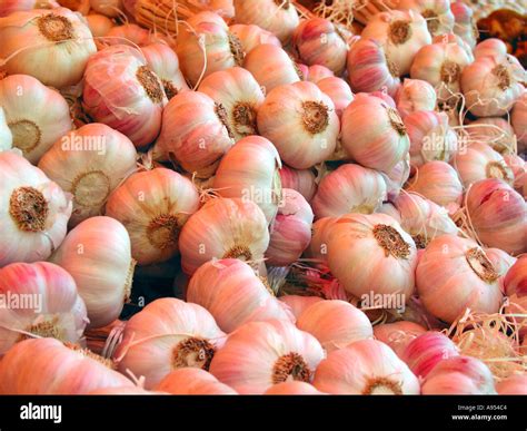 Close up of Fresh French Garlic on display at a French Market Garlic ...