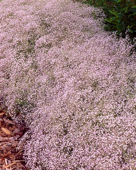 Gypsophila pacifica (white-pink baby’s breath) bare roots — Buy online ...