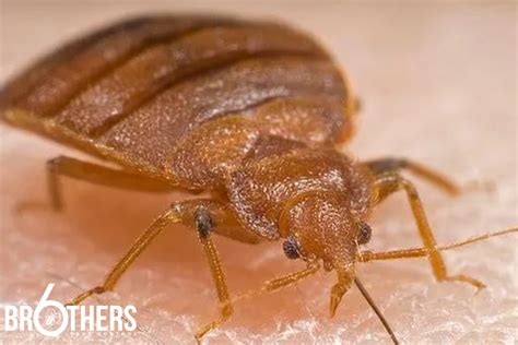 Are Those Stains Bed Bugs or Just Dirt? Find Out