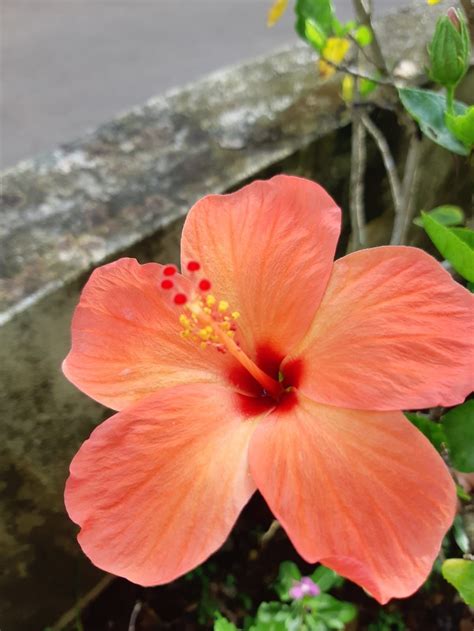 Pin by Kali Chaffee on :p in 2024 | Beautiful flowers pictures ...