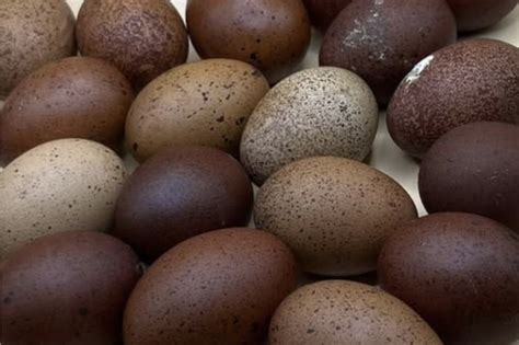 Black Copper Maran Chickens - HowdyFarmers