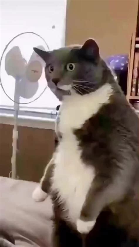 Dog funny video - One News Page VIDEO