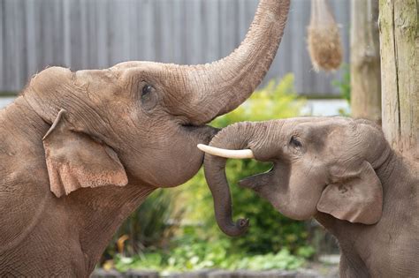 The most tender moment between elephant mum and baby has been captured - Media Drum World