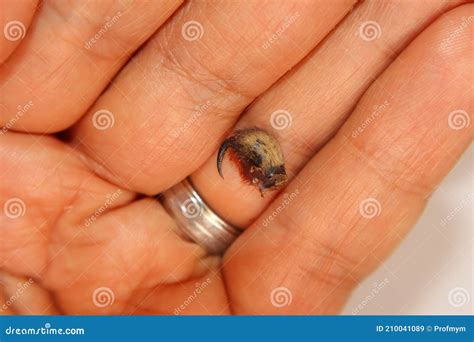 Tarantula Fangs. Spider Tarantula. Close Up Female Of Spider Tarantula ...